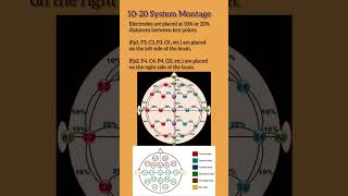 10-20 System Montage Standards #eeg #ai #education #bci #montage #SimplifiedAI-Tephi #viralshorts