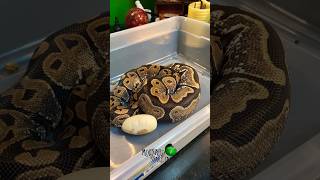 Is she egg bound! #molinarosnakelab #eggbound #ballpython #fyp #ballpythoneggs #royalpython #eggs