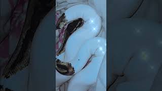 🤍🐍#piedballpython (reposted & edited vid)#snake #viral #shorts #foryou #reptiles #animals #fypシ