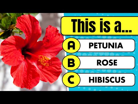 General Knowledge Quiz #3