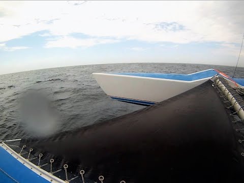 Trimaran Free Spirit Sailing off Newport Beach California