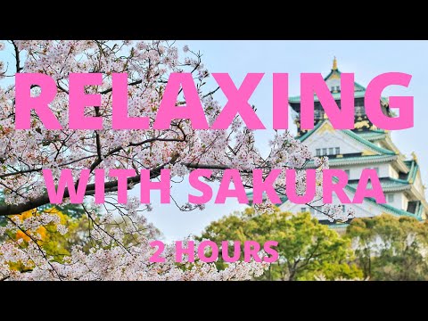 ✅ Beautiful Music For Relaxation 🌸 | Sakura Blossoms | Japanese