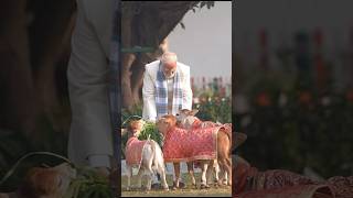 Adorable 😍... PM Modi’s bond with his cows as he feeds them on Sankranti
