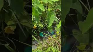 iPhone 14 pro camera 📸 #viral #shorts