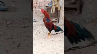 Aseel Murga Ki Awaaz Compilation Asil Rooster Crowing Sound Effect By Top One Pets TV #sohailmalik