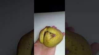 Magic 😂 pastel pinstripe leopard clown #animals #nature #ballpython #python #reptiles #royalpython