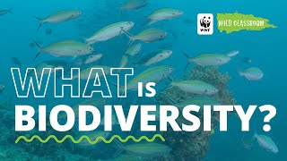What is biodiversity?
