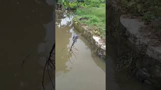 fishing using a bomb net #fishingnet #bombnetfishing #jtofishing