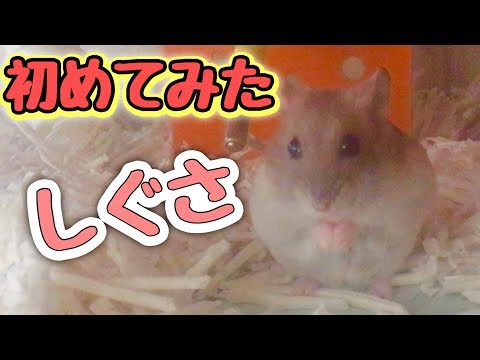 かわいい‼️初めてみたチップの仕草💕