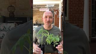 Do you know the difference between determinate and indeterminate tomatoes? 🍅