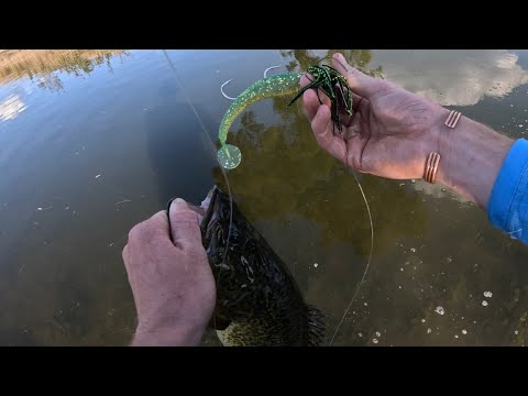Skinny water cod. ( Murray cod fishing nsw )