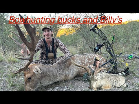 Chasing the fallow rut, First buck for 2025. ( bowhunting Australia ).