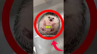 Top 3 Funniest Animal Moments (Hedgehogs)