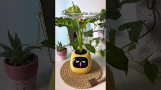 My plant has emotions now🪴 #PlantPalIvy #KeepItAlive #GreenThumbGoals #HealthyPlants #IndoorJungle