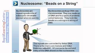 Rapid Learning: Eukaryotes - Eukaryotic Chromosomes