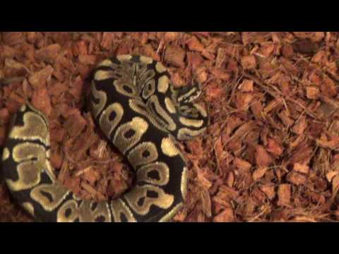 Ball Python Collection Update:  Clown Projects
