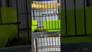 #lovebirdmania #lovebirdopaline #lovebirdsbreeding #lovebirds #parblue #lovebirdsvlog