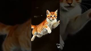 When you buy a cat from temu #temugameday
