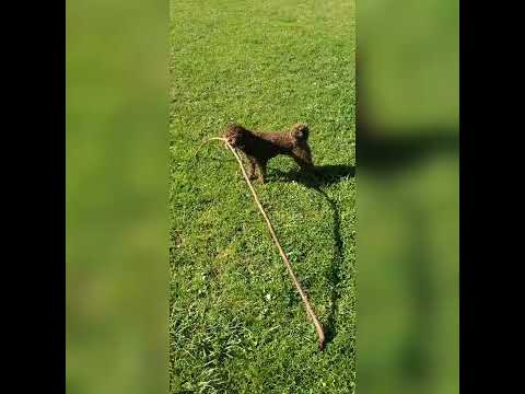 Rem Rem's typical stick choice😅☺️.