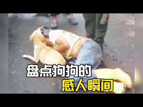這就是我喜歡狗狗的原因，它離開的時候甚至不會讓你傷心！ #萌宠  #萌寵  #感動 #感動する話  #爆笑 #搞笑 #搞笑视频 #搞笑挑战 #搞笑合集 #搞笑視頻