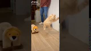 i'll catch it #cutestuff#shorts #Shorts