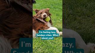 Feeling lazy, Sundays vibes. What about you? #funnypets #funny #cute #lazyvibes #dogshorts #shorts