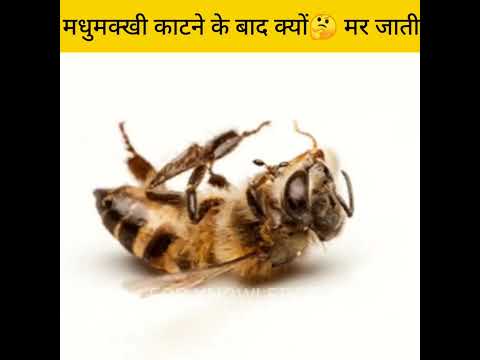 मधुमक्खी🐝 डंक मारने के बाद क्यों 🤔 मर जाती ? #shorts  #bee #shortvideo