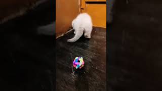 cut cat 🐈 . #dog_features #dogsofficialdog