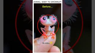 CUTE baby animal transformation 🤯
