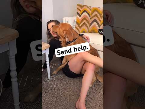 When ‘personal space’ isn’t in your dog’s vocabulary 😂🐶💛 #goldenretreiver #dogsofyoutube #dog