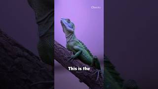 Basilisk lizard: The Lizard That Runs on Water