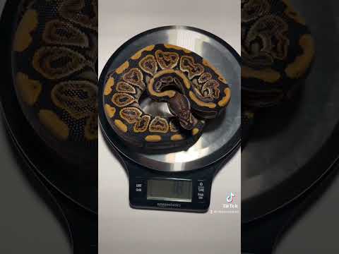 The last of 3 pick ups from repticon! Meet my new cinnamon female! Great example of cinnamon!