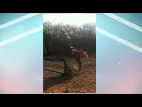 Jumping Ellie up to 1m !!!