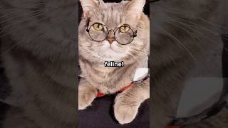 Mr. Tom Meow's Hilarious Work Rant! #USCats #US #cutecats #lovecats #catvideos