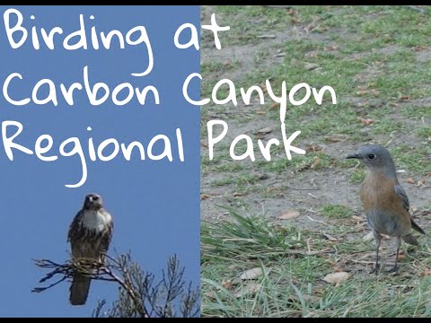 Birding at Carbon Canyon Regional Park