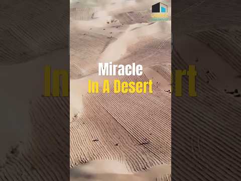Greening the Desert: How China is Turning Barren Land into Sustainable Hope #shorts #mrandmisswonder