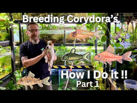 Breeding Corydoras My Way... does it work ??