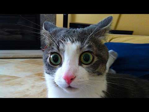 CATS.exe is broken..