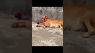 Vidéos d'animaux drôles 2022 😂 - Vidéos de chiens et de chats les plus drôles 😺😍 - Compilation