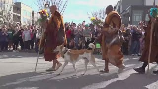 Aloka, the peace dog, undergoes surgery in Charleston