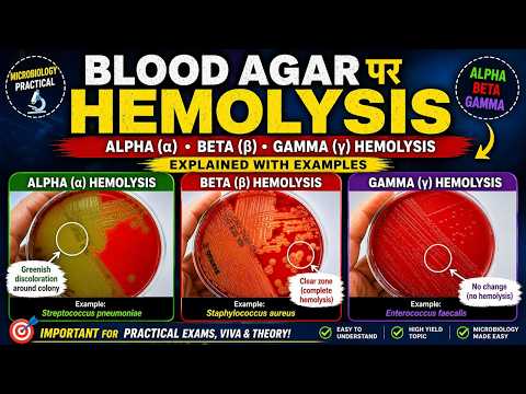 Types of Hemolysis on Blood Agar | Types of Hemolysis on Blood Agar | #dmlt #labtechnician #bmlt
