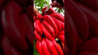Top  Interesting Facts About 🍌🥭#facts #amazingfacts #food #factsinhindi #shorts #healthyfood