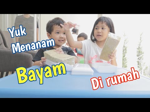 Serunya anak anak menanam bayam microgreens di rumah. Edisi: tanaman hydroponic