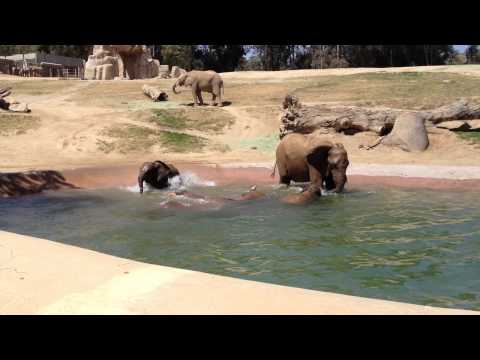 Frolicking Elephant Family - Part 2