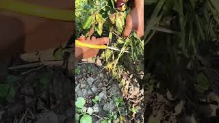 Smart farming and agriculture farmlife #shorts #satisfying #farming #agritools #asmrvideo #reels