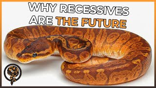 Why are Recessive Morphs the FUTURE of the Ball Python Market?