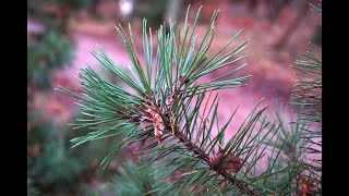 HTML Coding Report Players for my new game.