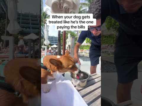 This hotel treated a dog better than me! 🤣 #dog #corgi #hotel #miami #5starhotel #dogfriendly #fyp