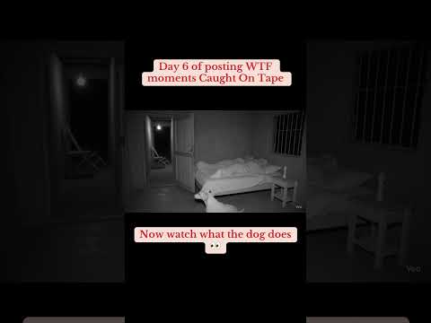 This Dog Protected the Whole House from a Lion 😳 #lion #dog #cctv #horror   #shorts #viralshorts