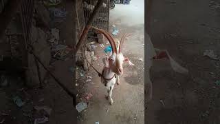 beautiful goat |viral shorts|#eiduladha #maveshimandi #bakraeidshorts
